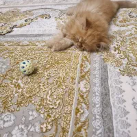 پرشین سوپر فلت