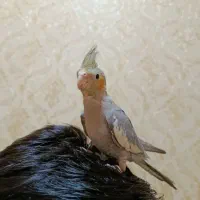 عروس هلندی کاملا دستی|پرنده|محمدشهر, جعفرآباد|دیوار