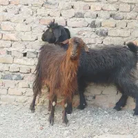 دو تا بز جوان و سالم|حیوانات مزرعه|زاهدان, |دیوار