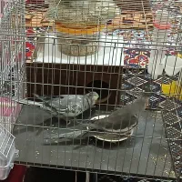 نروماده عروس هلندی