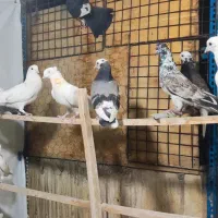 کفتر کبوتر ۱۳ تا گرفتنی کهنه قلمی جوجه یکجا ۲ تومن