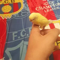 مرغ عشق زعفرانی دستی