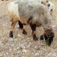 دو جفت میش زایده و یک جفت شیشک ابستان