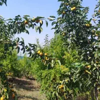 باغ میوه|فروش زمین و ملک کلنگی|گرگان, |دیوار