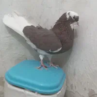 کبوتر|پرنده|شاهرود, |دیوار