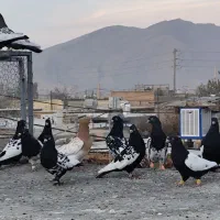 بهبونی زدخوردی