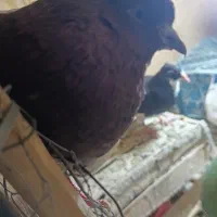 طوقی|پرنده|نرماشیر, |دیوار