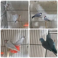 طوطی پروتلت و فنچ نرگسی شکلاتی و سیلور و ابلغ