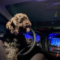 سگ شیتزو تریر