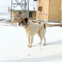 سگ قدرجانی|سگ|زند, |دیوار