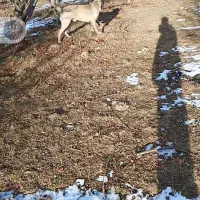 معاوضه|سگ|قصابه, |دیوار