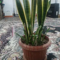 گل آپارتمانی طبیعی