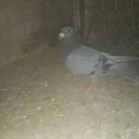 کبوتر پلاکی