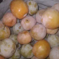 آلو کبریای