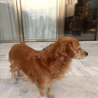 سگ اشکپیز|سگ|اصفهان, بهارستان|دیوار