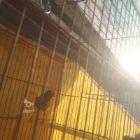 انواع قناری کوتاه بلند خون|پرنده|آمل, |دیوار