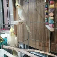 عروس هلندی نژاد اصیل|پرنده|ایوان, |دیوار