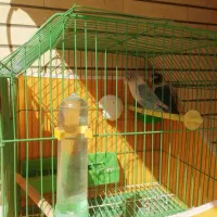 کوتوله مولد با جوجه