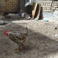 خروس گلین|پرنده|مشهد, رباط طرق|دیوار