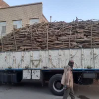 بریدن درخت با اره موتوری|خدمات باغبانی و درختکاری|اردکان, |دیوار