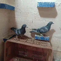 کبوتر دورگه|پرنده|مریوان, |دیوار