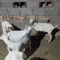 بزغاله س ا ن ن