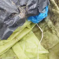 مشنبا رنگی / آلیرام / مشنبا