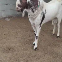 نری سرخون|حیوانات مزرعه|بندرعباس, |دیوار