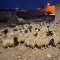 بره بومی درجه  فروش تکی  عمده بره چاق|حیوانات مزرعه|شاهین‌شهر, طالقانی|دیوار
