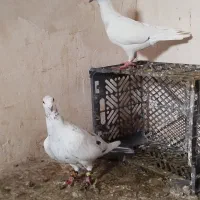 سار جفت|پرنده|تربت جام, المهدی|دیوار