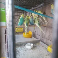 تعدادی مرغ عشق اسپانگل نر|پرنده|چابهار, |دیوار