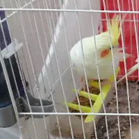 عروس هلندی ماده