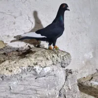 کفتر یا کبوتر