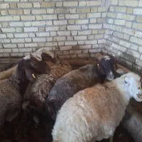۱۰راس میش چاقو نیم گوشت