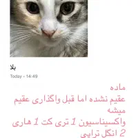 واگذاری گربه در رشت|گربه|رشت, معلولین|دیوار