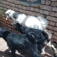 سه راس بزغاله نر روغنی ریز علف خور