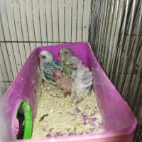 جوجه مرغ عشق سرلاکی|پرنده|اردبیل, |دیوار