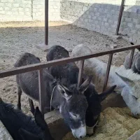 الاغ فروشی|حیوانات مزرعه|نگار, |دیوار