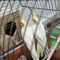 عروس هلندی جفت لوتینو