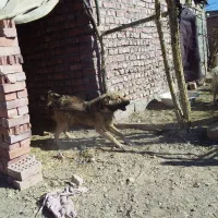 سگ گله و نگهبان قیمت یک میلیون۵۰۰