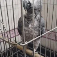 کاسکو شعر خان ۵۰۰ کلام باهوش ۴ ساله|پرنده|تهران, جیحون|دیوار