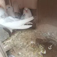 کفتر|پرنده|پاکدشت, پاکدشت (مامازند)|دیوار