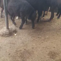 بره نر و ماده شیر مست