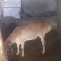 گوسفند زنده