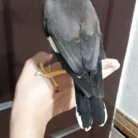 مرغ مینا اصل افغان شاه تخم ماده سخنگو ،فول دستی|پرنده|دزفول, |دیوار