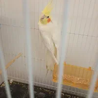 عروس هلندی|پرنده|تربت جام, کلالی|دیوار