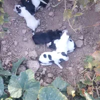 توله سگ