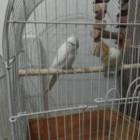 عروس هلندی زیبا یک جفت|پرنده|قم, شهر قائم|دیوار