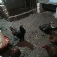 مرغ وخروس مرندی|حراج|اسکو, |دیوار