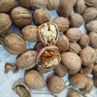 گردو تازه